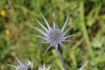 Panicaut de Bourgat Eryngium bourgatii Gouan, 1773