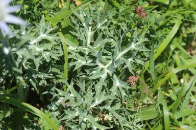 Panicaut de Bourgat Eryngium bourgatii Gouan, 1773
