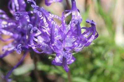 Raiponce hémisphérique Phyteuma hemisphaericum L., 1753