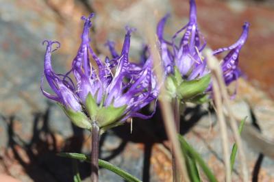 Raiponce hémisphérique Phyteuma hemisphaericum L., 1753