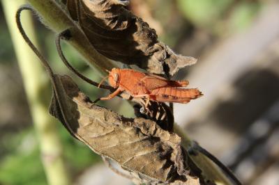 Criquet égyptien Anacridium aegyptium (Linnaeus, 1764)