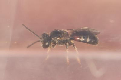  Lasioglossum interruptum (Panzer, 1798)