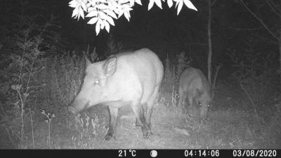 Sanglier Sus scrofa Linnaeus, 1758