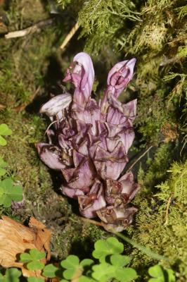 Lathrée clandestine Lathraea clandestina L., 1753