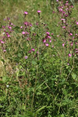 Compagnon rouge, Robinet rouge Silene dioica (L.) Clairv., 1811