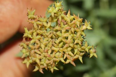 Orpin rose, Rhodiole rose Rhodiola rosea L., 1753