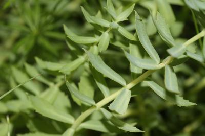 Orpin rose, Rhodiole rose Rhodiola rosea L., 1753