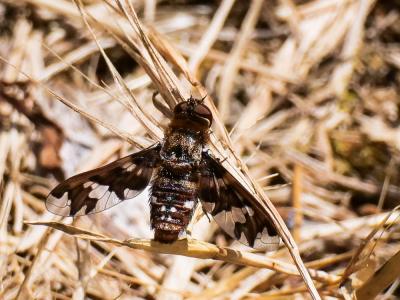  Exoprosopa capucina (Fabricius, 1781)