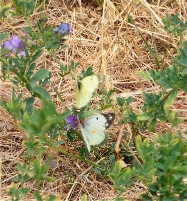 Fluoré (Le) Colias alfacariensis Ribbe, 1905