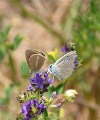 Sablé de la Luzerne (Le), Argus bleu clair (L') Polyommatus dolus (Hübner, 1823)