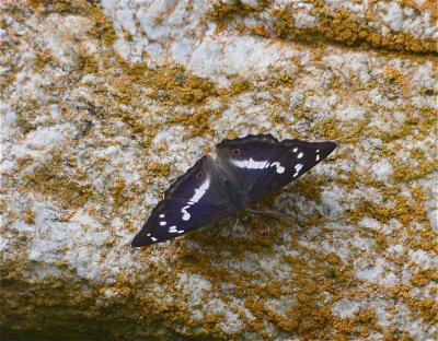 Grand mars changeant (Le), Grand Mars (Le), Chatoy Apatura iris (Linnaeus, 1758)
