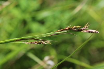 Laîche toujours verte Carex sempervirens Vill., 1787