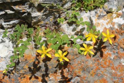 Millepertuis en forme de pièce de monaie, Milleper Hypericum nummularium L., 1753
