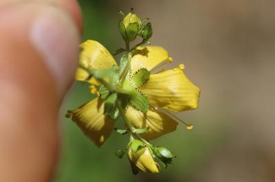 Millepertuis en forme de pièce de monaie, Milleper Hypericum nummularium L., 1753