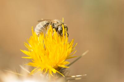  Vestitohalictus pollinosus (Sichel, 1860)