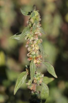 Amarante des bois, Amarante sylvestre Amaranthus graecizans subsp. silvestris (Vill.) Brenan, 1961