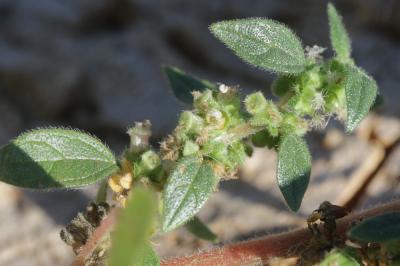 Amarante des bois, Amarante sylvestre Amaranthus graecizans subsp. silvestris (Vill.) Brenan, 1961