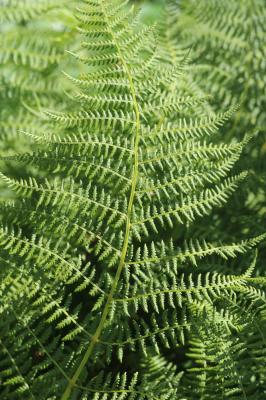 Athyrium alpestre, Athyrium des Alpes Athyrium distentifolium Tausch ex Opiz, 1820