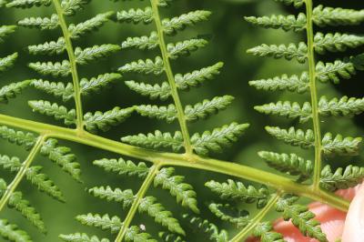 Athyrium alpestre, Athyrium des Alpes Athyrium distentifolium Tausch ex Opiz, 1820
