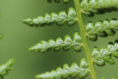 Athyrium alpestre, Athyrium des Alpes Athyrium distentifolium Tausch ex Opiz, 1820