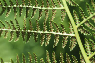 Athyrium alpestre, Athyrium des Alpes Athyrium distentifolium Tausch ex Opiz, 1820
