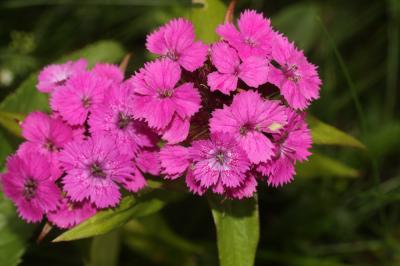 Oeillet de Girardin, Œillet barbu Dianthus barbatus L., 1753