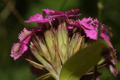 Oeillet de Girardin, Œillet barbu Dianthus barbatus L., 1753