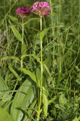 Oeillet de Girardin, Œillet barbu Dianthus barbatus L., 1753