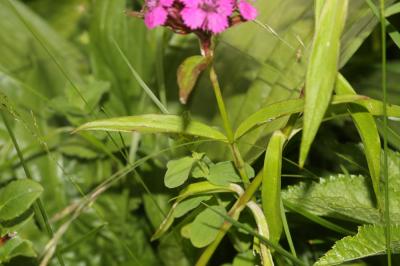 Oeillet de Girardin, Œillet barbu Dianthus barbatus L., 1753