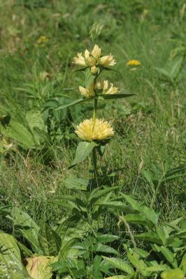 Gentiane de Burser Gentiana burseri subsp. burseri Lapeyr., 1813
