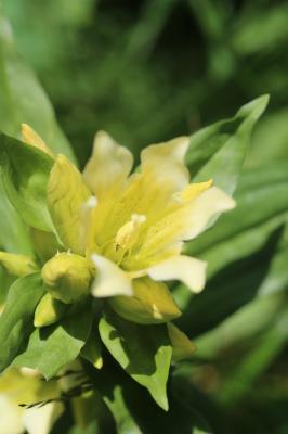 Gentiane de Burser Gentiana burseri subsp. burseri Lapeyr., 1813