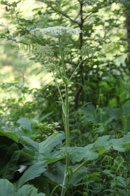 Berce de Pollini Heracleum pyrenaicum Lam., 1785