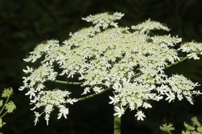 Berce de Pollini Heracleum pyrenaicum Lam., 1785