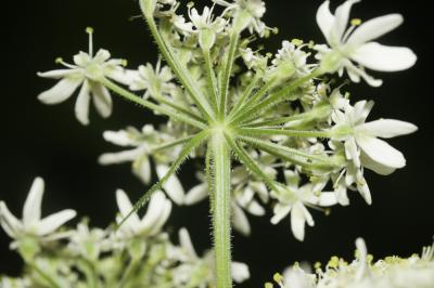 Berce de Pollini Heracleum pyrenaicum Lam., 1785