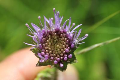 Jasione pérenne, Jasione vivace, Jasione lisse Jasione laevis Lam., 1779