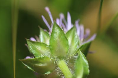 Jasione pérenne, Jasione vivace, Jasione lisse Jasione laevis Lam., 1779