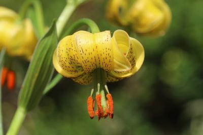 Lis des Pyrénées Lilium pyrenaicum Gouan, 1773