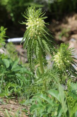 Pédiculaire feuillée Pedicularis foliosa L., 1767