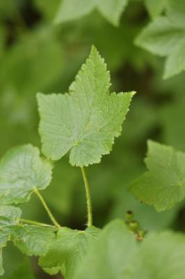 Cassis, Groseillier noir Ribes nigrum L., 1753