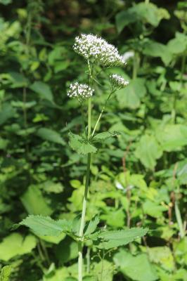 Valériane des Pyrénées Valeriana pyrenaica L., 1753