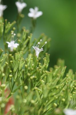 Valériane des Pyrénées Valeriana pyrenaica L., 1753