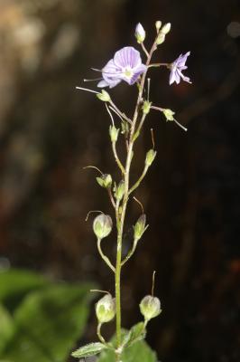 Véronique à feuilles d'ortie Veronica urticifolia Jacq., 1773