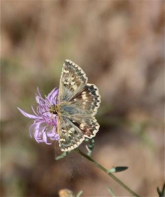 Hespérie de l'Herbe-au-vent (L') Sloperia proto (Ochsenheimer, 1808)