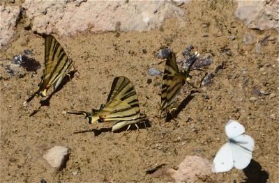 Flambé (Le) Iphiclides podalirius (Linnaeus, 1758)