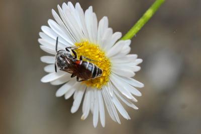  Dioxys Lepeletier de Saint Fargeau & Serville, 1825