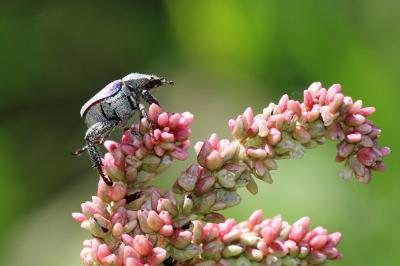 Hoplie bleue (L') Hoplia coerulea (Drury, 1773)