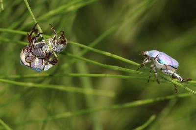 Hoplie bleue (L') Hoplia coerulea (Drury, 1773)