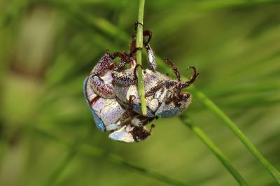 Hoplie bleue (L') Hoplia coerulea (Drury, 1773)