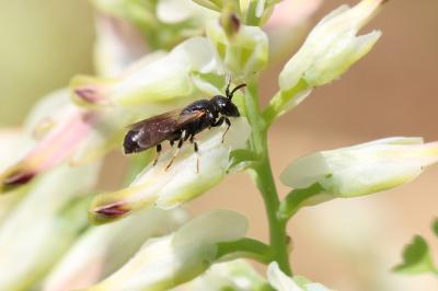  Hylaeus Fabricius, 1793