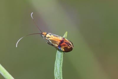  Nemophora fasciella (Fabricius, 1775)